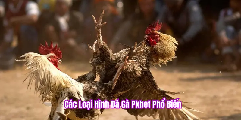 Các loại hình đá gà PKBET